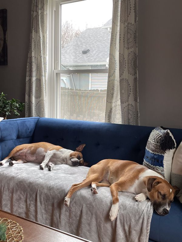 Napping on the Couch