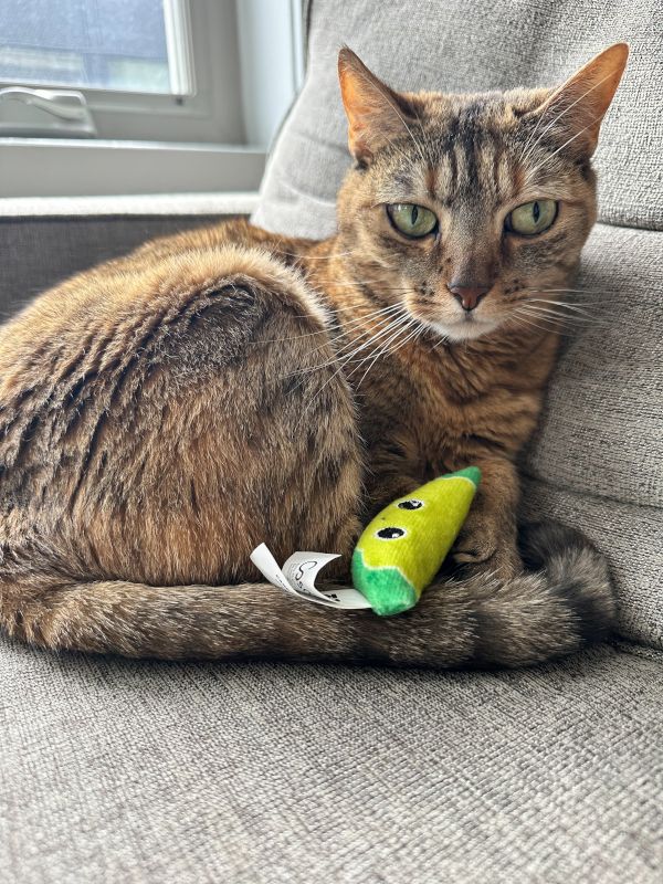 Our Cat, Sophie