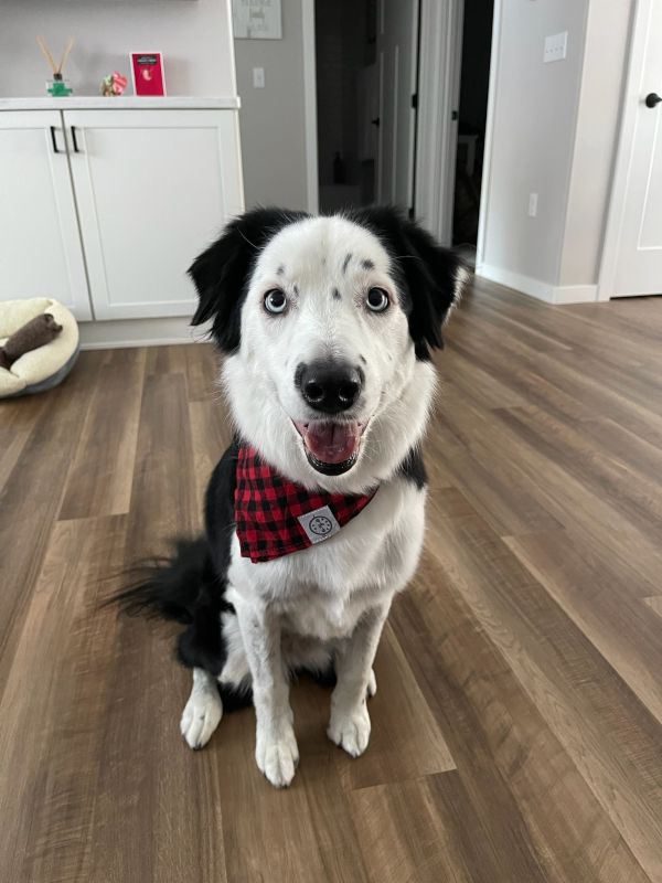 Scout
