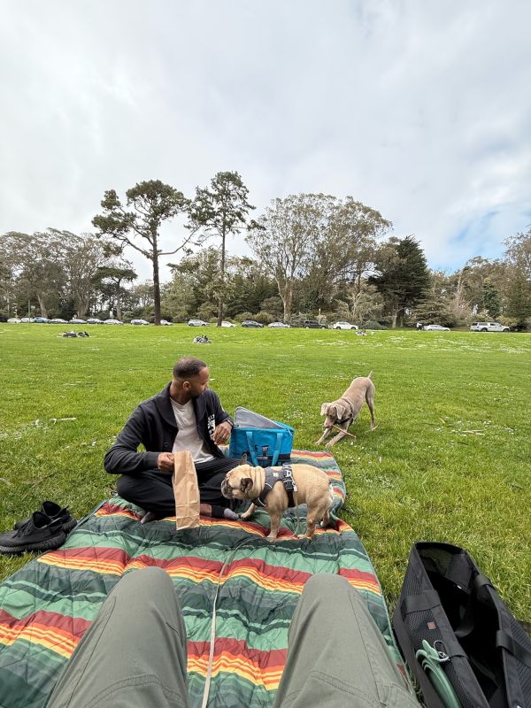 A Park Day with the Dogs