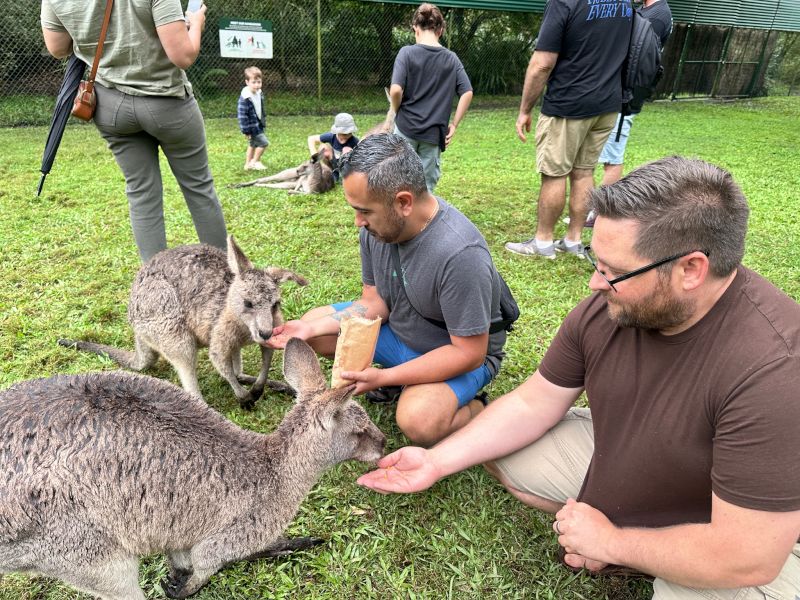 Feeding Kangaroos at the Australia Zoo