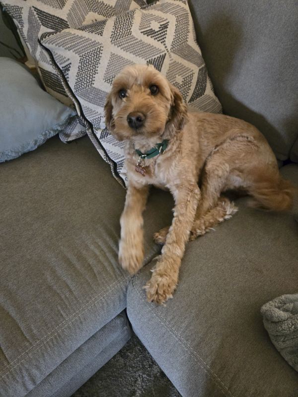 Our Dog Sadie