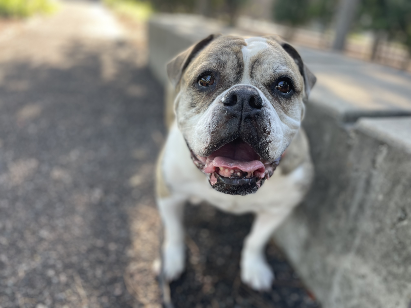 Our Dog Jazzy