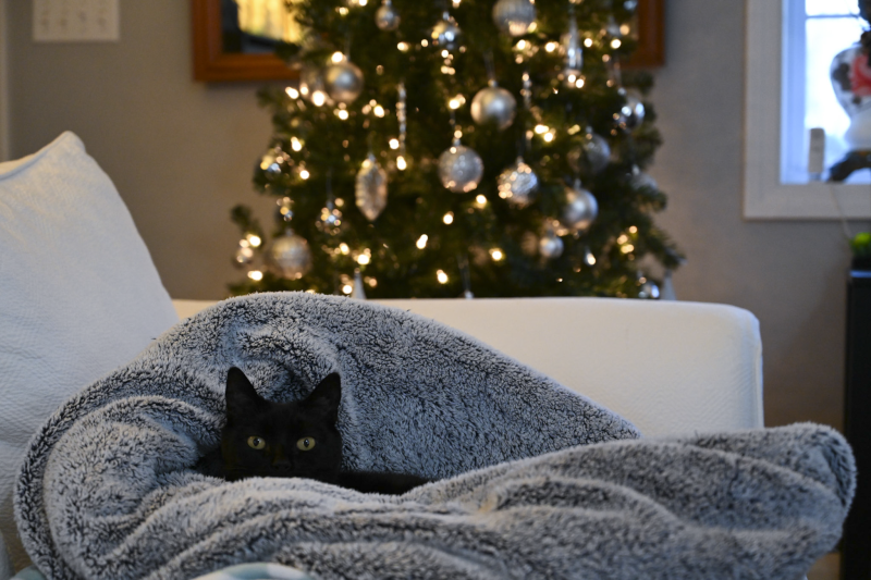 Wendy Loving the Christmas Tree