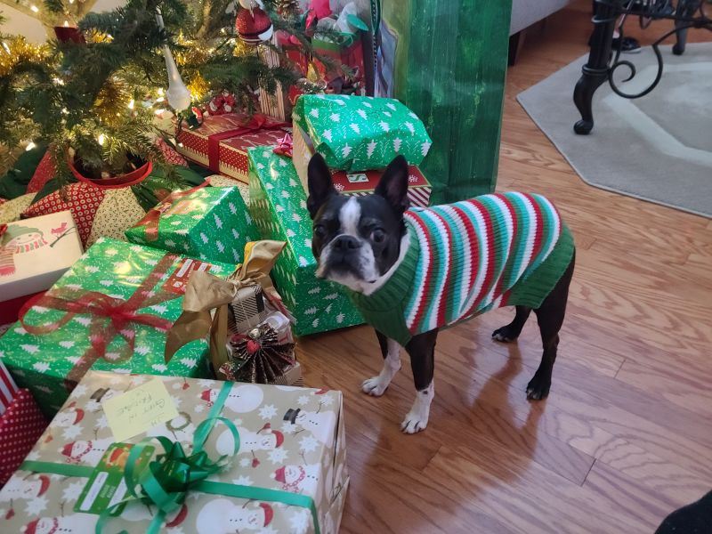 Gus at Christmas