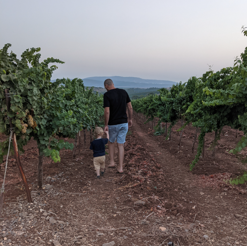 Picking Blueberries in Israel